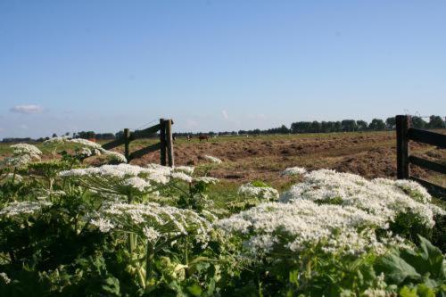 'T Wapen Van Middelie Exterior foto